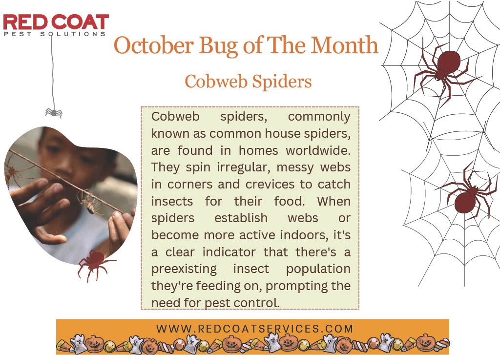 October Bug of the Month